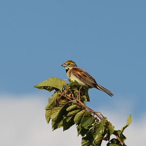 Dickcissel (Spiza americana)