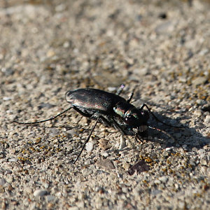 Punctured Tiger Beetle (Cicindela punctulata)