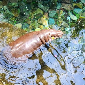 Pygmy Hippopotamus