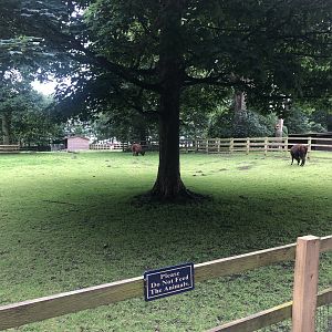 Alpaca Enclosure at Sewerby Zoo (June 2023)