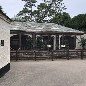 Mixed Aviary at Sewerby Zoo (June 2023)