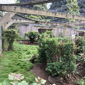 Golden Pheasant Aviary at Sewerby Zoo (June 2023)