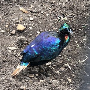 Himalayan Monal at Sewerby Zoo (June 2023)