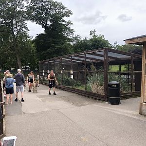 Mixed Aviary at Sewerby Zoo (June 2023)