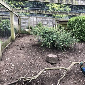 Himalayan Monal Aviary at Sewerby Zoo (June 2023)