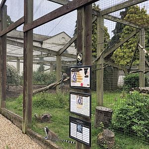 Ring-tailed Lemur Enclosure at Sewerby Zoo (June 2023)