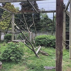 Ring-tailed Lemur Enclosure at Sewerby Zoo (June 2023)