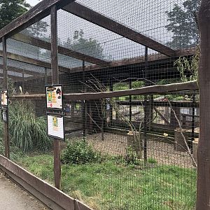 Mixed Aviary at Sewerby Zoo (June 2023)