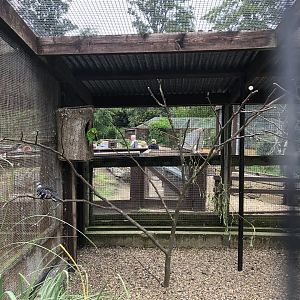 Mixed Parrot Aviary at Sewerby Zoo (June 2023)