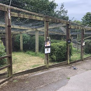 Temminck's Tragopan Aviary at Sewerby Zoo (June 2023)
