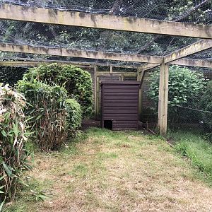 Temminck's Tragopan Aviary at Sewerby Zoo (June 2023)