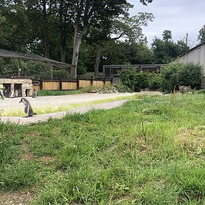 Humboldt Penguin Enclosure at Sewerby Zoo (June 2023)