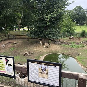 Llama/Rhea Enclosure at Sewerby Zoo (June 2023)
