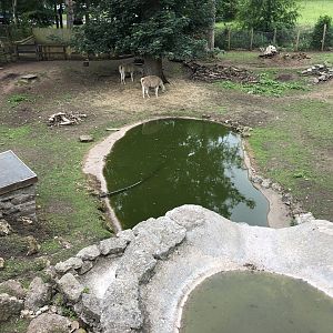 Overlooking the Waterfall at Sewerby Zoo (June 2023)