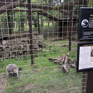 Raccoon Dog Enclosure at Sewerby Zoo (June 2023)
