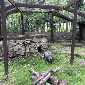 Raccoon Dog Enclosure at Sewerby Zoo (June 2023)