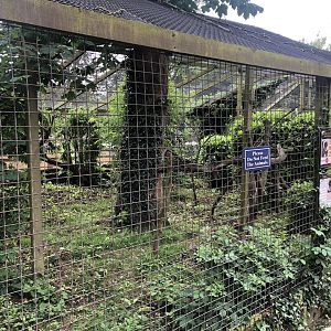 White-fronted Capuchin Enclosure at Sewerby Zoo (June 2023)
