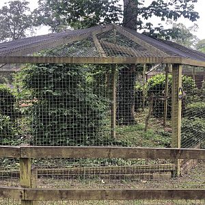 White-fronted Capuchin Enclosure at Sewerby Zoo (June 2023)