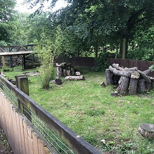 Raccoon Dog Enclosure at Sewerby Zoo (June 2023)