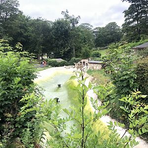 Humboldt Penguin Enclosure at Sewerby Zoo (June 2023)