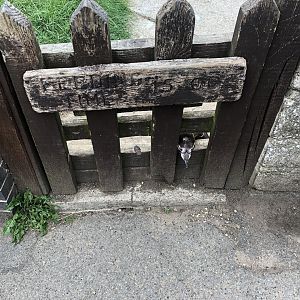 Penguin Poking its Head Through the Fence at Sewerby Zoo (June 2023)