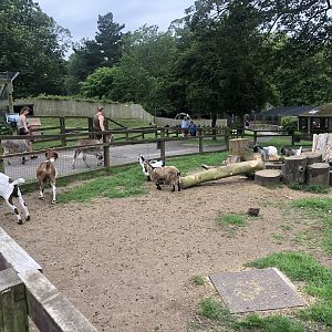 African Pygmy Goat Enclosure at Sewerby Zoo (June 2023)