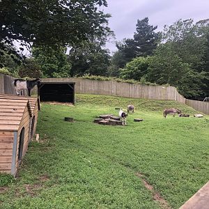 African Pygmy Goat Enclosure at Sewerby Zoo (June 2023)