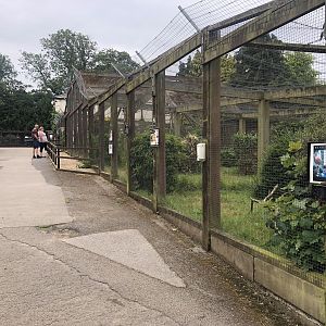 Pheasant Aviaries at Sewerby Zoo (June 2023)