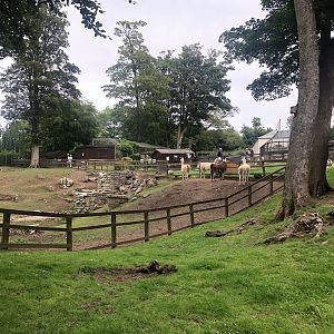 Llama/Rhea Enclosure at Sewerby Zoo (June 2023)