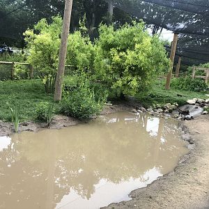 View into the Walkthrough Aviary at Sewerby Zoo (June 2023)
