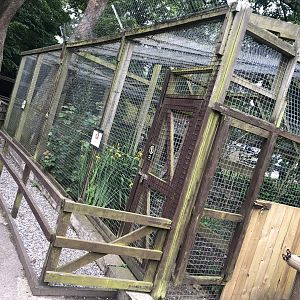 Coati Enclosure at Sewerby Zoo (June 2023)