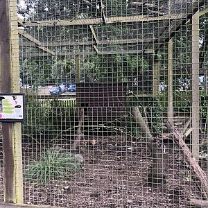 Coati Enclosure at Sewerby Zoo (June 2023)