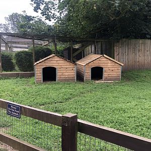 Pgymy Goat Shelters at Sewerby Zoo (June 2023)