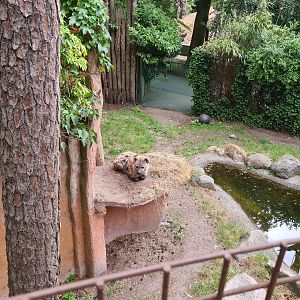 Hyena loaf (viewed from bridge)