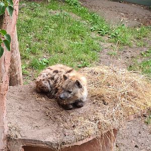 Hyena loaf