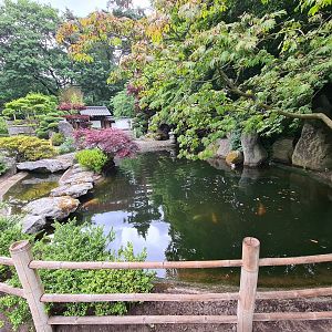 Koi and sturgeon pond in Oriental garden