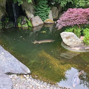 Koi and sturgeon pond in Oriental garden