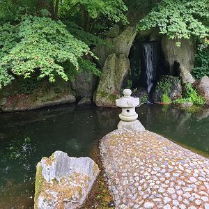 Koi and sturgeon pond in Oriental garden