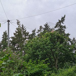 Griffon vultures in Realm of beaks aviary