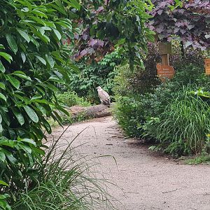 Griffon vulture in Realm of beaks aviary