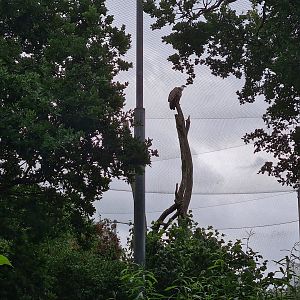 Griffon vulture in Realm of beaks aviary