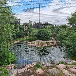 Pelican island in Giant aviary "Realm of beaks"