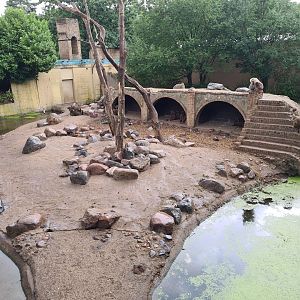 Ancient city - Hamadryas baboon enclosure