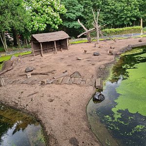 Ancient city - Hamadryas baboon enclosure