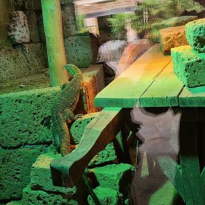 Ancient city - Nile monitor