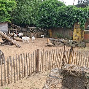 Ancient city - Black-headed sheep enclosure