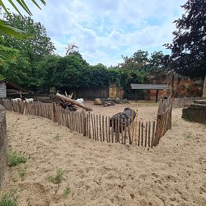 Ancient city - Black-headed sheep enclosure