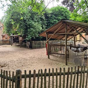 Ancient city - Miniature donkey enclosure