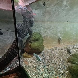 African dwarf crocodile in Ancient city