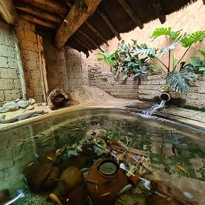 African dwarf crocodile enclosure in Ancient city